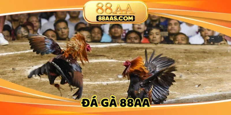 Đá gà 88AA - Cược chuẩn tiền về tay