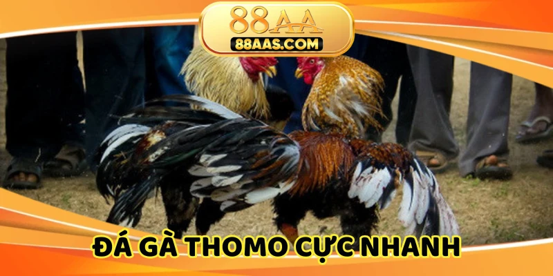 Sảnh gà thomo được ưa chuộng