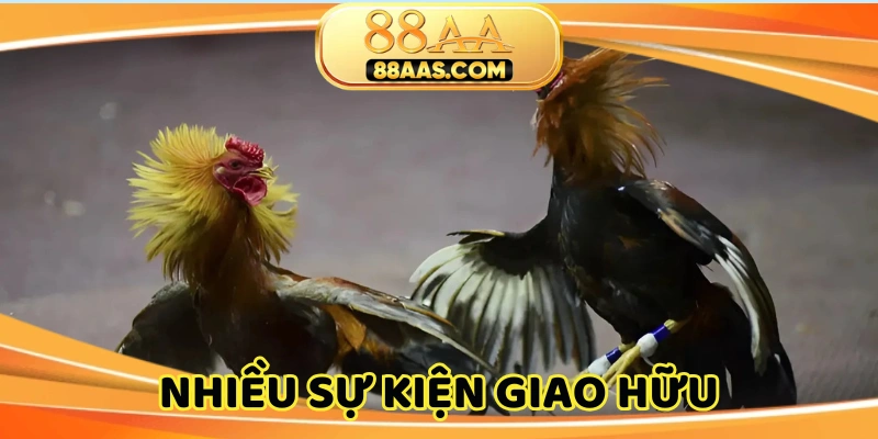 Trường đá gà quốc tế Gold City hay tổ chức sự kiện